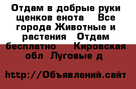 Отдам в добрые руки щенков енота. - Все города Животные и растения » Отдам бесплатно   . Кировская обл.,Луговые д.